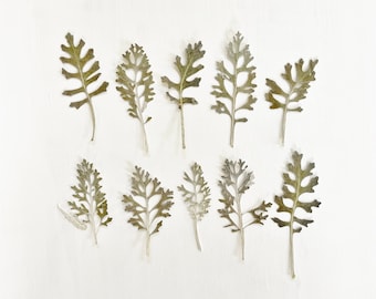 Pressed Dusty Miller - 10 real Silver ragwort leaves - silver green foliage - for crafts, resin art, jewelry, wedding decor (L/DUST 1)