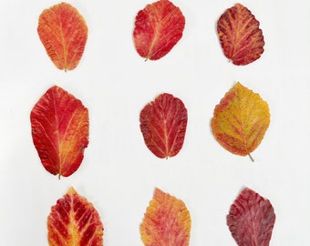 Pressed witch hazel leaves - 9 red and orange hamamelis leaves - colorful autumn foliage - crafts, resin, jewelry, fall decor (L/HAMA 1)