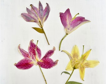 Pressed lilies  - 1 real Asiatic lily flower -  crafts, resin, jewelry, wedding decor, candle, cards (F/LILY 2)