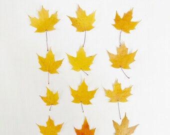 May include: A collection of twelve yellow maple leaves arranged in three rows of four on a white background.
