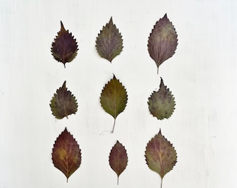 Pressed shiso leaves - 9 small leaves - purple shiso - perilla herb -  crafts, resin, jewelry, wedding, candles, cake decor (L/SHIS 1)