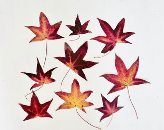 Pressed sweetgum leaves - 9 colorful leaves of sweet gum tree - autumn foliage - red, yellow, brown - crafts, resin, decor (L/SWEE 1)