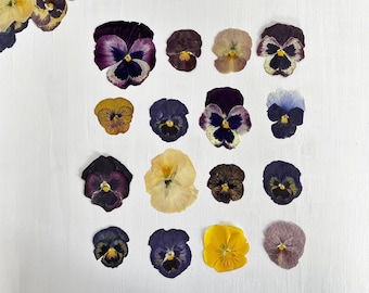 Pressed pansies - 16 real dried large pansy flowers - color mix - crafts, resin, jewelry, wedding, candle, card making, cake (F/PANS 1)