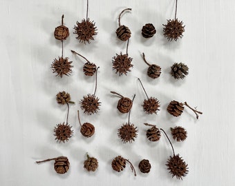Piñas pequeñas secas (variedades de goma, cicuta y secuoya) - 25 unidades - para manualidades, resina, Navidad, decoración de fiestas, decoración de bodas