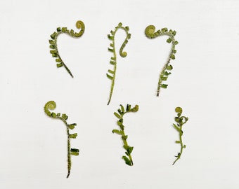 Pressed fern curls - real fiddlehead ferns -  6 small curly fern leaves grown in my NJ garden - crafts, resin, jewelry, wedding (L/FERN 4)
