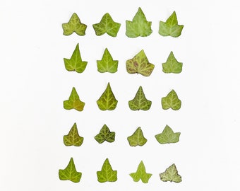 Pressed ivy - 20 small real ivy leaves grown organically in Princeton, NJ - green ivy foliage for crafts, resin, wedding decor (L/IVYL 3)
