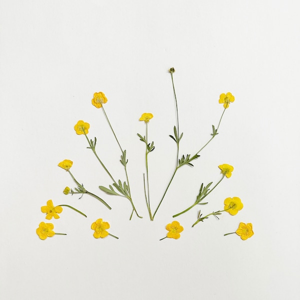 Pressed buttercup flowers - real yellow buttercup flowers - wild flowers grown in NJ - crafts, resin, jewelry, wedding, candle (F/BUTT 1)
