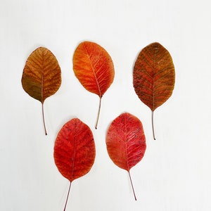 Pressed Cotinus leaves - 5 large smoketree leaves - colorful red autumn foliage - fall foliage - crafts, resin, jewelry, decor (L/COTI 1)