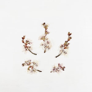 Pressed cherry blossoms - 5 small branches of pressed white cherry blossoms - crafts, resin, jewelry, wedding, soap, cake decor (F/PRUN 10)