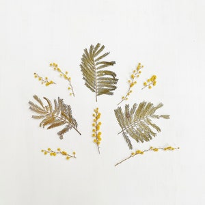 Pressed mimosa - real yellow flower pompoms and green leaves on very short stems - crafts, resin, jewelry, wedding decor (F/MIMO 1)