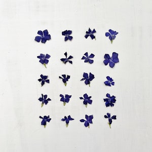 Pervenche pressée - 20 vraies fleurs de vigne séchées - bleu violet - travaux manuels, résine, bijoux, décoration de mariage, bougie, fabrication de cartes (F/PERI 1)