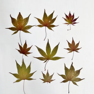 Pressed Japanese maple foliage - 9 real Japanese Maple tree leaves - crafts, resin, candle, wedding, Thanksgiving (L/JAPA 7)