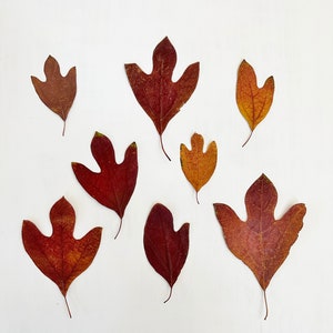 Pressed sassafras leaves - 8 fall sassafras leaves - brown autumn foliage - crafts, resin, jewelry, decor (L/SASS 1)