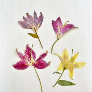 Gigli pressati - 1 vero fiore di giglio asiatico - artigianato, resina, gioielli, decorazioni per matrimoni, candele, biglietti (F/LILY 2)