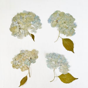 May include: Four pressed hydrangea flowers with brown stems and leaves on a white background.