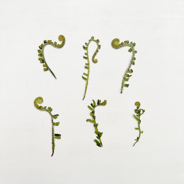 Pressed fern curls - real fiddlehead ferns -  6 small curly fern leaves grown in my NJ garden - crafts, resin, jewelry, wedding (L/FERN 4)