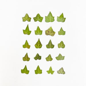 May include: A white background with a grid of 20 green ivy leaves arranged in four rows of five leaves each.