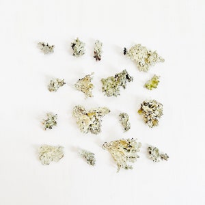 Dried lichen - real wild tree bark lichen - silver green - 16 lichen pieces - crafts, resin, terrarium, fairy garden, folklore (D/LICH 1)