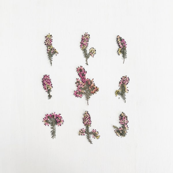 Pressed heather - 9 small flower clusters - real pink heather with black edges - crafts, resin, jewelry, wedding, candle (F/HEAT 3)