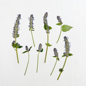 Pressed anise hyssop flowers on stem - 8 real agastache flowers - blue purple - crafts, resin, jewelry, wedding, candle (F/ANIS 1)