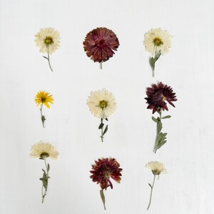 Peut inclure: Neuf fleurs séchées de différentes couleurs, dont blanc, jaune et rouge foncé, sont disposées sur un fond blanc. Les fleurs sont à différents stades de conservation, mettant en valeur leurs textures et formes naturelles. Vue de dessus.