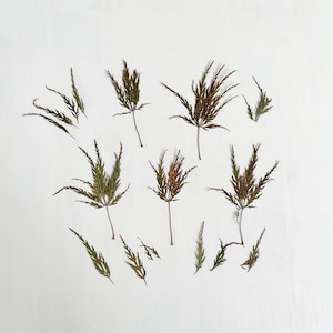 Geperste Japanse esdoornbladeren - echt blad van de Acer Palmatum-boom - knutselen, hars, kaars, bruiloft, kaarten maken (L/JAPA 5)