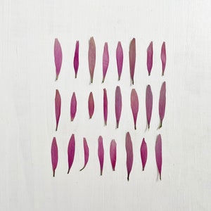 Pressed coneflower petals - 24 real echinacea pink flower petals - crafts, resin, jewelry, wedding decor, candles (F/ECHI 1)