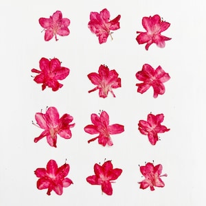 Azaléia prensada - 12 flores de azaléia reais - flores vermelhas - para artesanato, resina, joias, decoração de casamento, velas, confecção de cartões (F/AZAL 5)