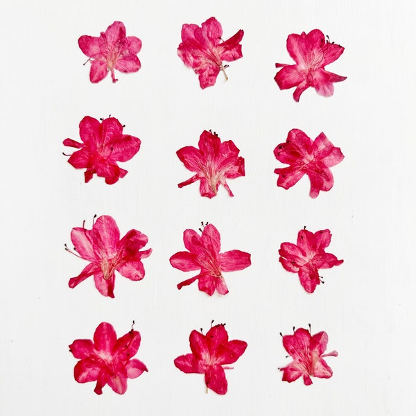 Pressed azalea - 12 real azalea flowers - red flowers - for crafts, resin, jewelry, wedding decor, candle, card making (F/AZAL 5)