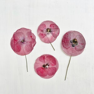 Coquelicot pressé - vraie fleur de papayer - 1 grand coquelicot - fleur de naissance en août - travaux manuels, résine, bijoux, décoration de mariage, bougie, cartes (F/POPP 1)