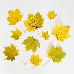 Pressed maple leaves - colorful autumn foliage - 10 yellow and green maple leaves - crafts, resin, jewelry, wedding decor (L/MAPL 3)