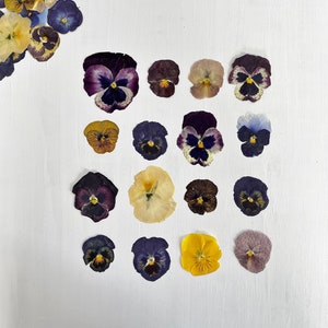 Pensamientos prensados - 16 flores de pensamiento grandes, secas y reales - mezcla de colores - manualidades, resina, joyería, bodas, velas, fabricación de tarjetas, pasteles (F/PANS 1)