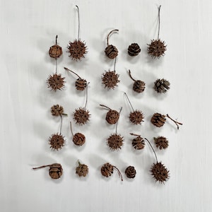 Dried mini pinecones - assorted gum, hemlock, redwood - 25 count - for crafts, resin, christmas, holidays decor, wedding decor