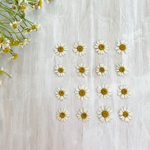 Pressed daisy flowers - 16 real dried chamomile flowers - birth flower - crafts, resin, jewelry, wedding, cake decor (F/CHAM 1)