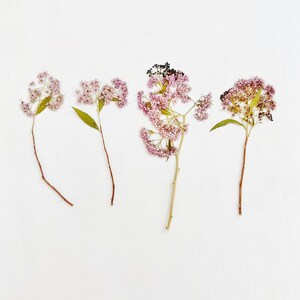 Fleurs pressées de spirée rose - 4 tiges de fleurs de spiraea japonica - spirée rose - travaux manuels, résine, bijoux, mariage, bougie, cartes (F/SPIR 1)