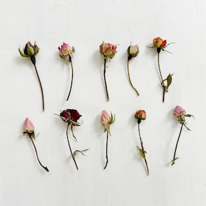 Dried mini roses on small stems - tiny organic rosebuds on short stems - color mix - crafts, resin, wedding - birth flower (D/ROSE 5)