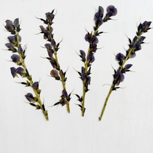 Fleurs de baptisia pressées - 4 tiges de faux indigo - vraies fleurs - violet foncé - travaux manuels, résine, bijoux, mariage, bougie, cartes (F/BAPT 1)