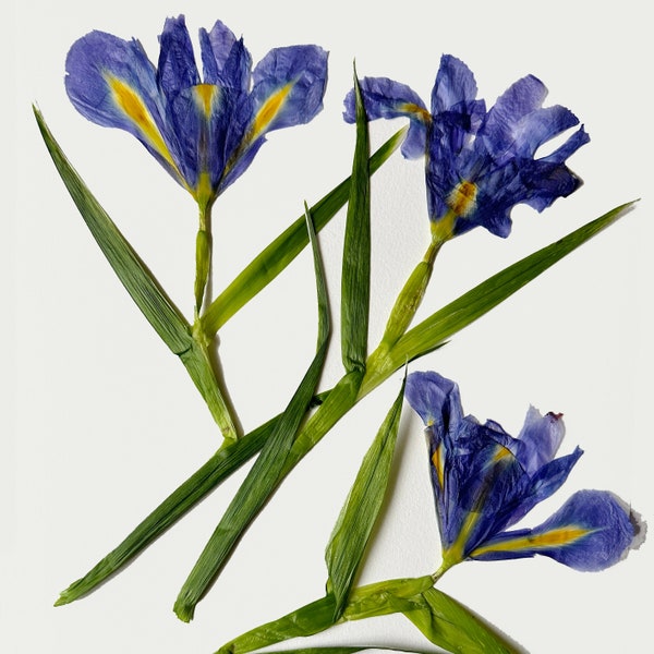 Pressed iris - 3 real iris flowers on stem - blue purple with green leaves - blue Siberian iris - crafts, resin, jewelry, wedding (F/IRIS 1)