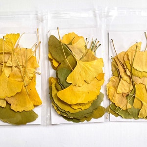 Pressed ginkgo leaves yellow and green ginko biloba 20 leaves grown in USA garden crafts, resin, jewelry, cards, wedding L/GINK 1 image 6