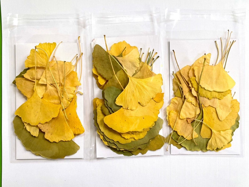 Pressed ginkgo leaves yellow and green ginko biloba 20 leaves grown in USA garden crafts, resin, jewelry, cards, wedding L/GINK 1 image 6