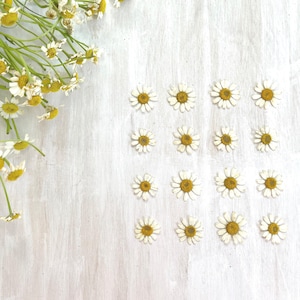 Pressed daisy flowers - 16 real dried chamomile flowers - birth flower - crafts, resin, jewelry, wedding, cake decor (F/CHAM 1)