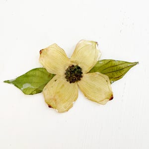 Pressed dogwood brooch - real dogwood flower in resin - white, pink, or purple dogwood - handmade resin flower jewelry (J/BROO DOG 1) image 11