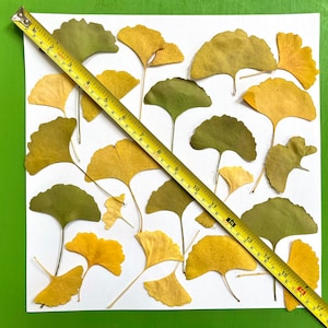 Pressed ginkgo leaves yellow and green ginko biloba 20 leaves grown in USA garden crafts, resin, jewelry, cards, wedding L/GINK 1 image 3