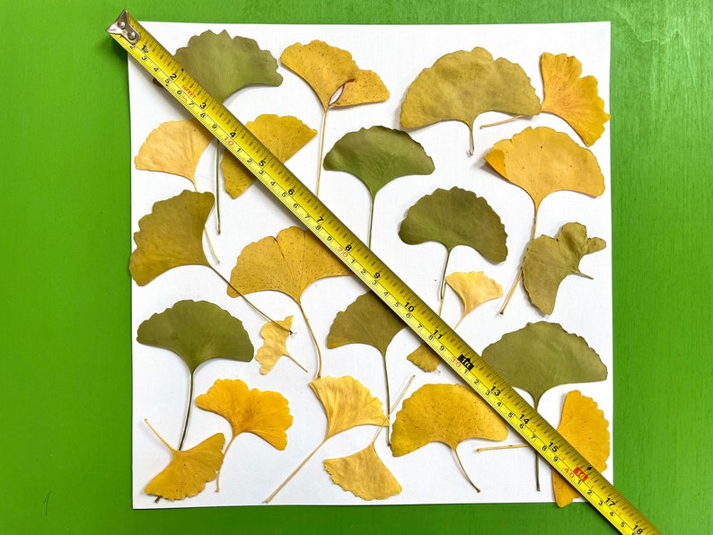 Pressed ginkgo leaves yellow and green ginko biloba 20 leaves grown in USA garden crafts, resin, jewelry, cards, wedding L/GINK 1 image 3