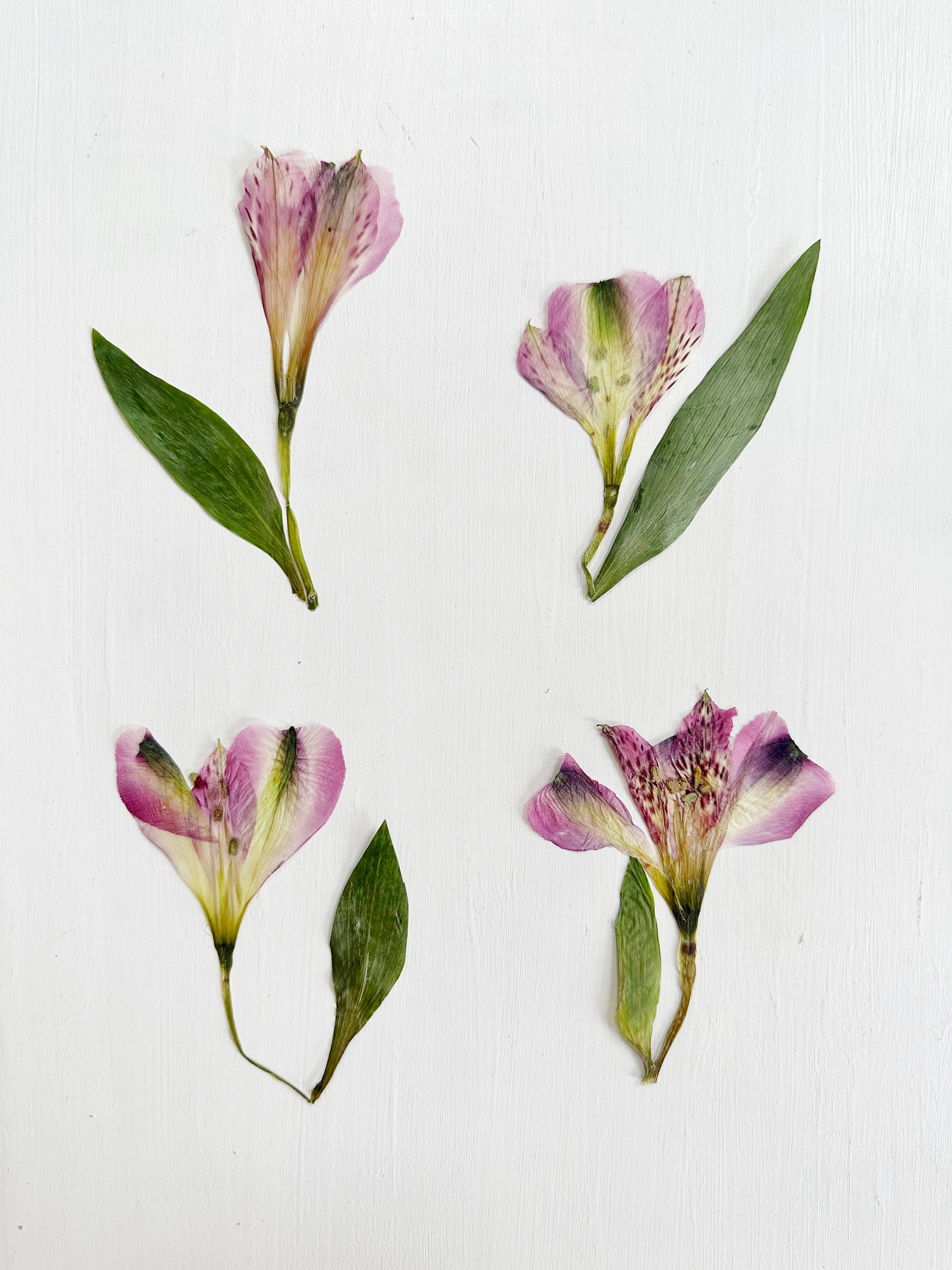 Pressed Alstroemeria Flowers 4 Stems of Real Peruvian Lily Flowers Pink  Crafts, Resin, Jewelry, Wedding, Candle, Cards F/ALST 1 - Etsy