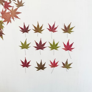 Pressed Japanese maple leaves - real foliage - 12 small red and green leaves - crafts, resin, candle, wedding, Thanksgiving (L/MAPL 10)