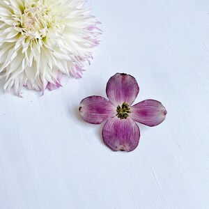 May include: A single white dahlia flower with pink edges and a purple dogwood flower on a white background.
