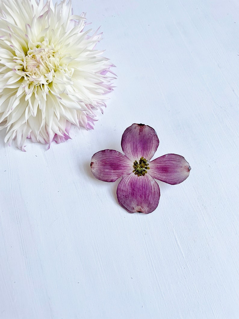 May include: A single white dahlia flower with pink edges and a purple dogwood flower on a white background.