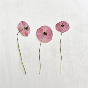 Coquelicots pressés sur tige - 3 vraies fleurs de papaver - rouge foncé - fleur de naissance en août - travaux manuels, résine, bijoux, mariage, bougie, carte (F/POPP 3)