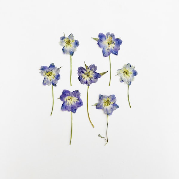 Pressed delphinium - 7 real delphinium flowers on short stem - blue purple - July birth flower - crafts, resin, jewelry, wedding (F/DELP 1)